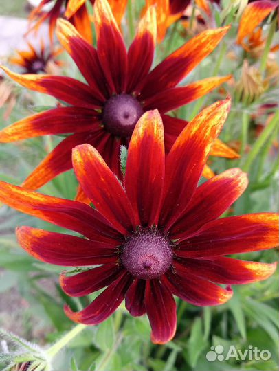 Рудбекия, ромашка садовая, хоста, мальва шток-роза