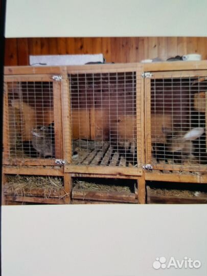 Клетки для кроликов бу