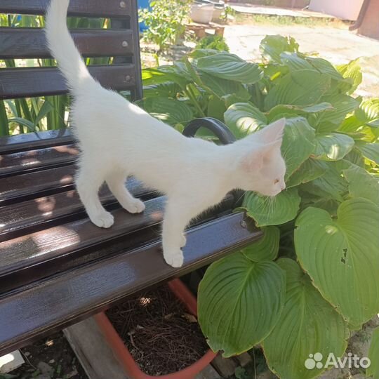 Кошечка-подкидыш