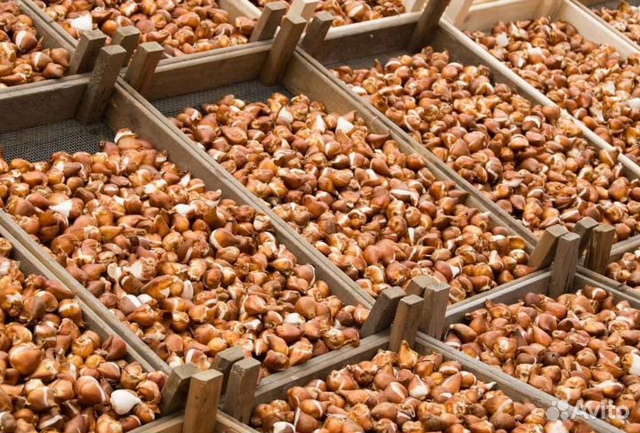 Луковицы тюльпанов опт