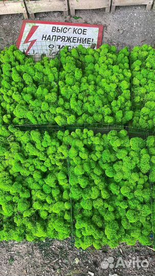 Стабилизированный мох ягель Лаймовый