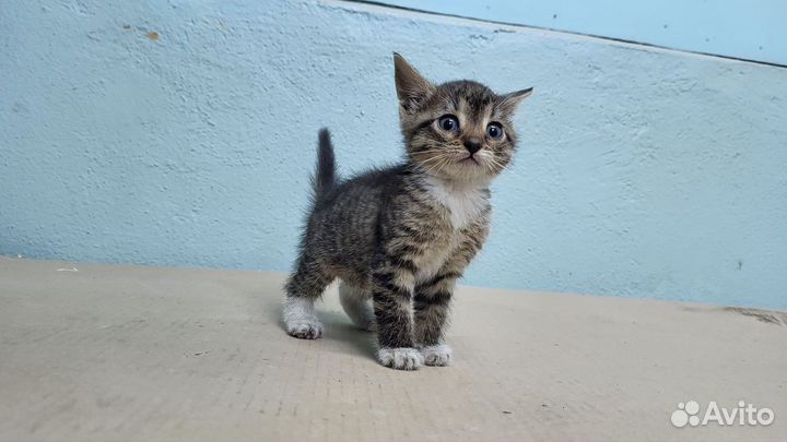 Отдам котенка