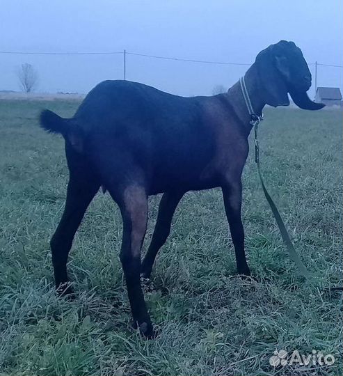 Нубийские козы