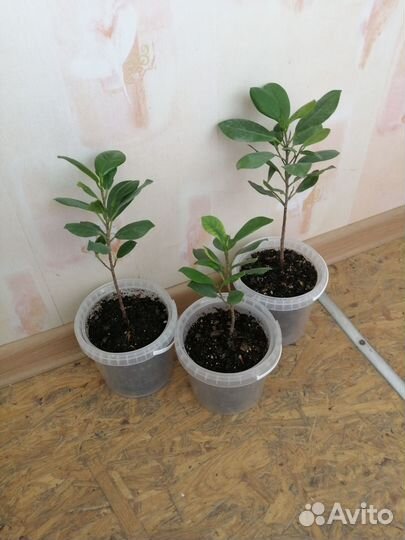 Фикус Мокламе