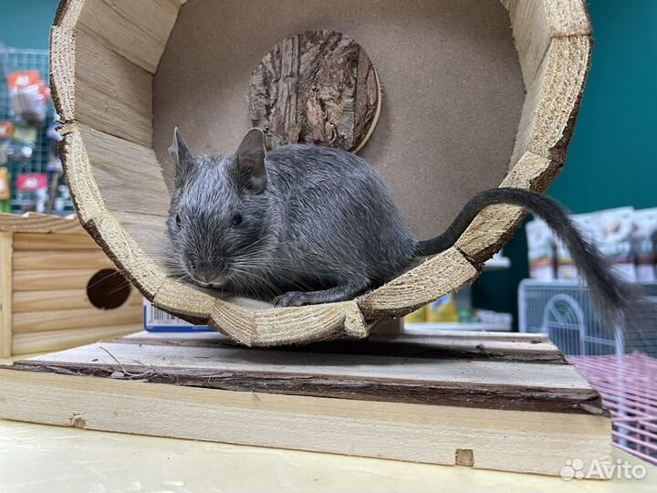 Дегу, песчанки, мышки, хомячки