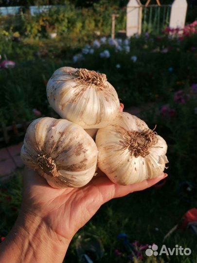 Чеснок Рокамболь (гигантский чеснок)
