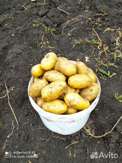 Картофель деревенский