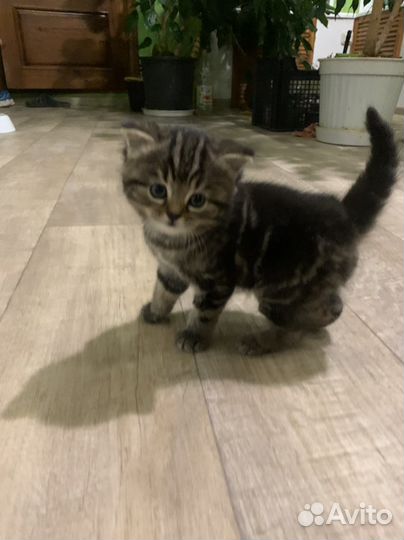 Кошка в дар бесплатно