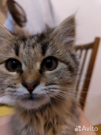 Котята