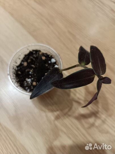 Эпипремнум, сциндапсус