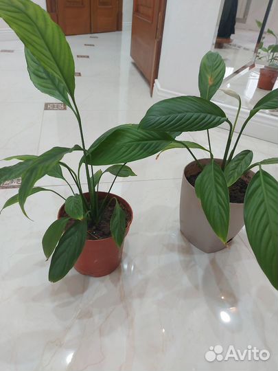 Спатифиллум, женское счастье