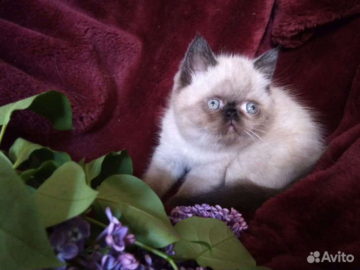 Персидская кошечка