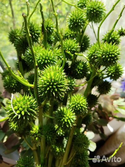 Букеты из ежеголовника