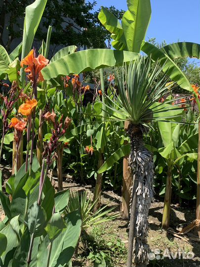 Банановая пальма