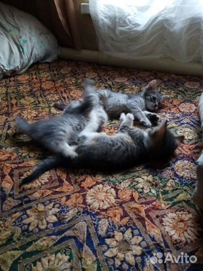 Котята в добрые руки бесплатно