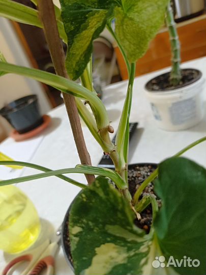 Сингониум яичница (Scrambled Eggs) крупный