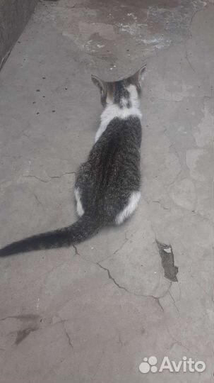 Котёнок в дар