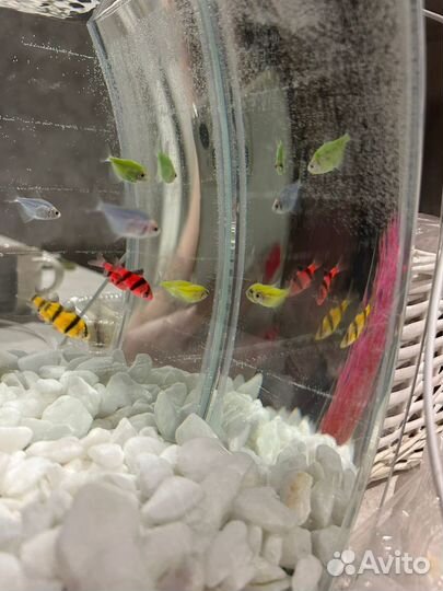 Аквариум с рыбками