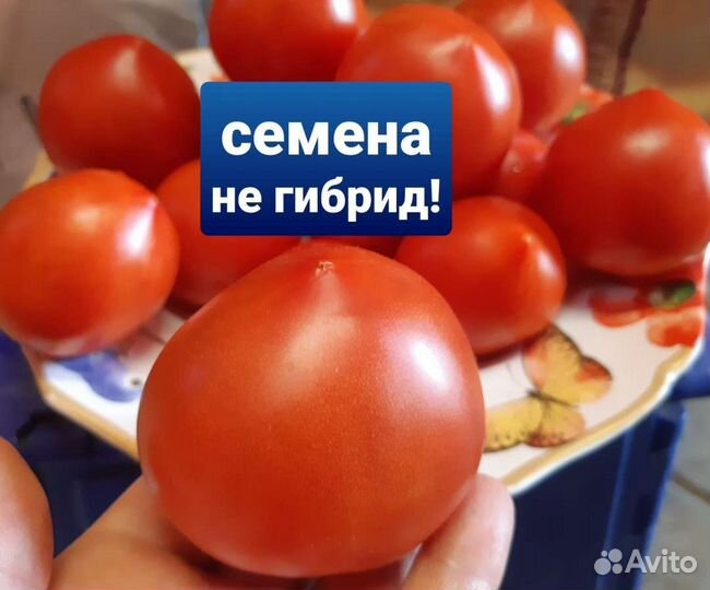 Семена свои самых вкусных помидор с СССР