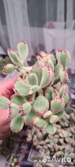 Крассулы и эхеверии. Суккуленты