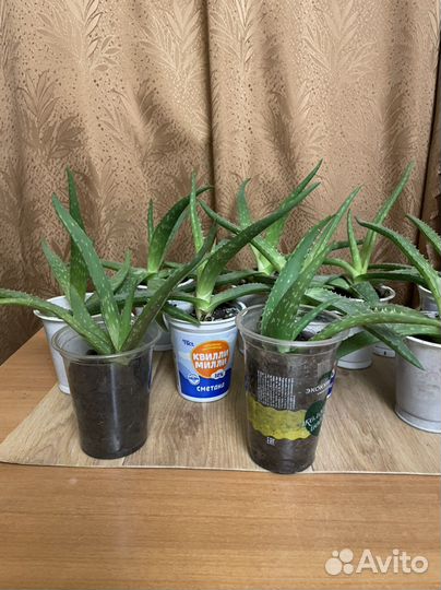 Алоэ лечебный детки