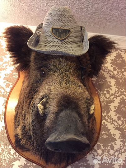 Чучело головы кабана