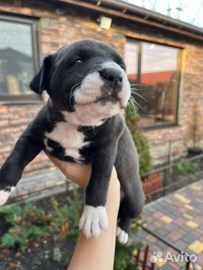 Щенки стаффорда