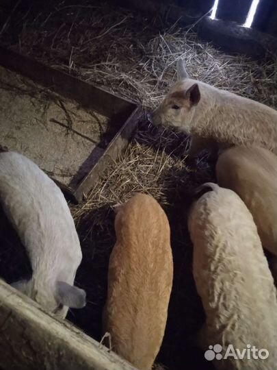 Поросята Венгерская мангалица