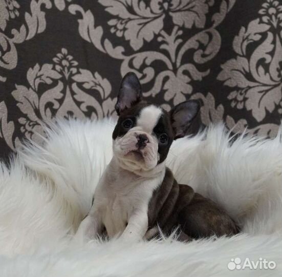 Бостон терьер. Щенки