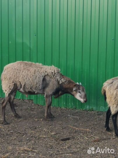 Баран Катумский