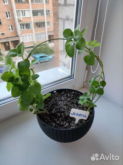 Продам комнатную мяту