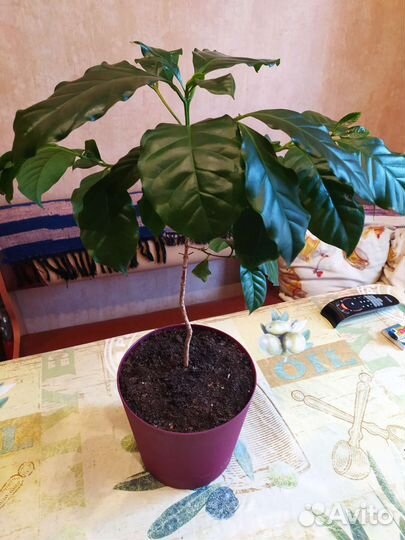 Растения кофе Арабика