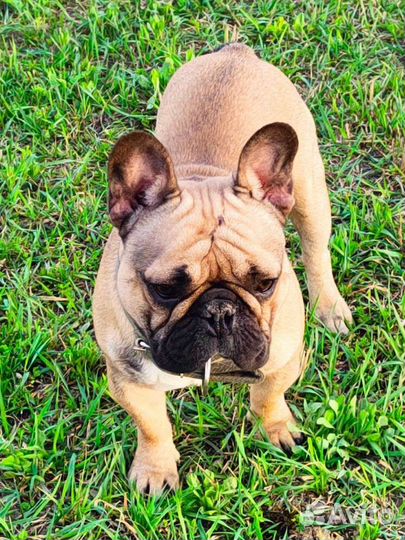 Французский бульдог