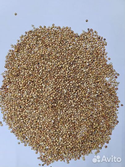 Сорго, Корм для животных