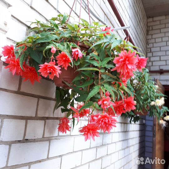 Бегония ампельная Беллекония для кашпо