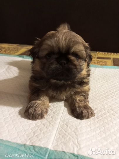 Щенки пекинеса