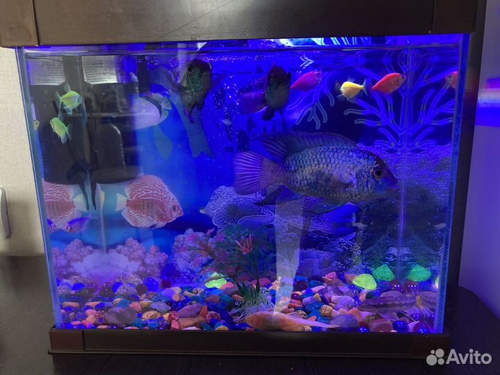Аквариум с рыбками