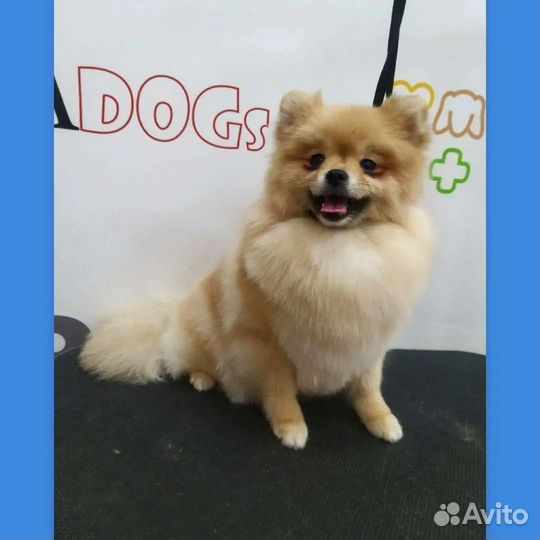 Груминг /Стрижка Собак и Кошек