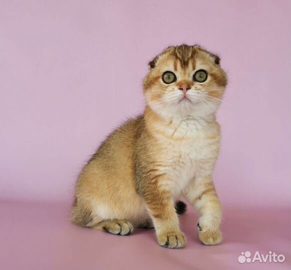 Шотландская вислоухая красотка