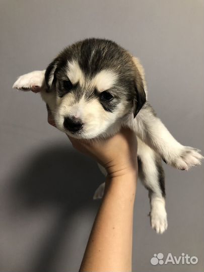 Щенки помесь с хаски