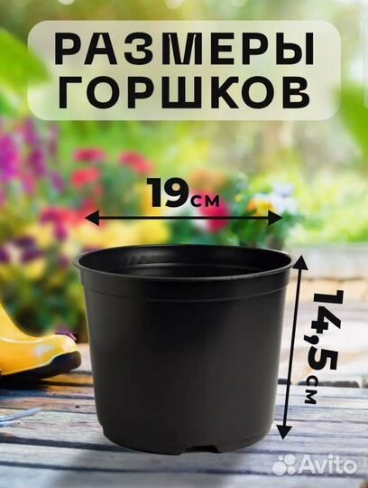 Горшки для цветов