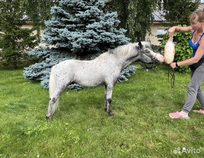 Американская миниатюрная лошадь (мини аппалуза)