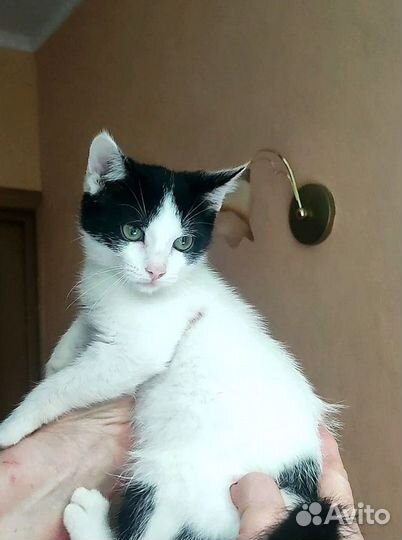 Котенок девочка бесплатно