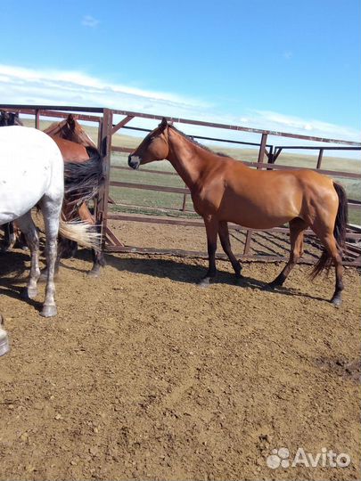 Кобыла полуарабка