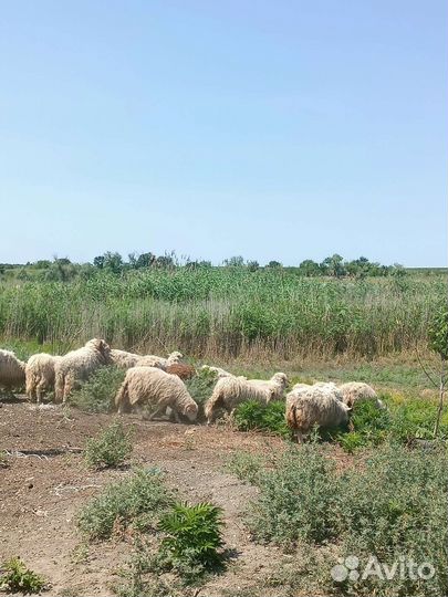 Волгоградские бараны