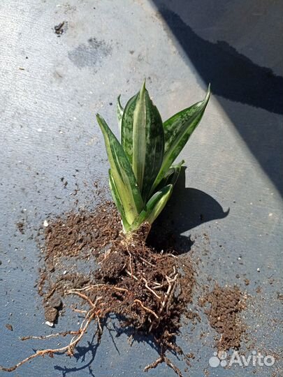 Сансевиерия страйкер