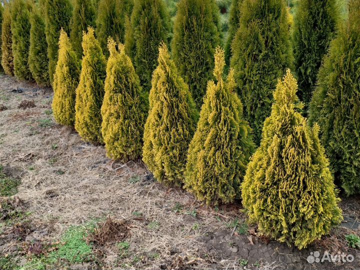 Туя западная Голд Смарагд