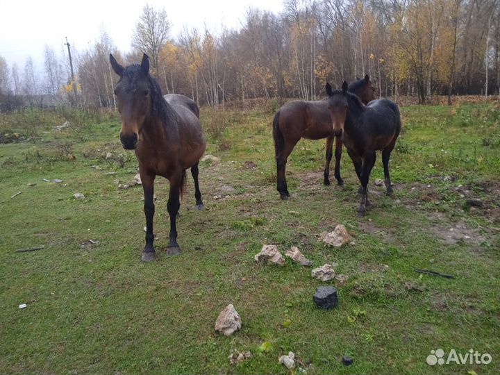 Продам лошадей
