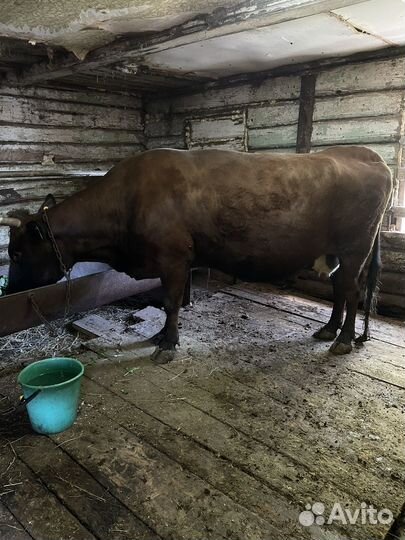 Корова стельная