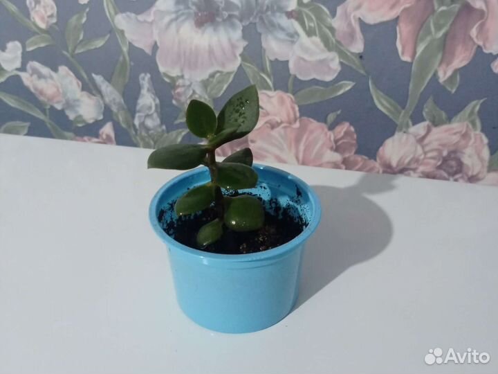 Спатифиллум